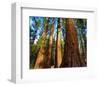 Yosemite National Park-null-Framed Art Print