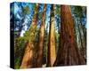 Yosemite National Park-null-Stretched Canvas