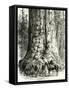 Yosemite Valley the Grizzly Giant USA 1891-null-Framed Stretched Canvas