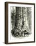 Yosemite Valley the Grizzly Giant USA 1891-null-Framed Giclee Print