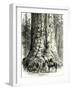 Yosemite Valley the Grizzly Giant USA 1891-null-Framed Giclee Print