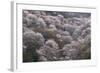 Yoshino Japan 2-Art Wolfe-Framed Photographic Print