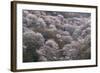 Yoshino Japan 2-Art Wolfe-Framed Photographic Print