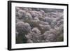 Yoshino Japan 2-Art Wolfe-Framed Photographic Print