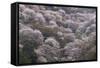 Yoshino Japan 2-Art Wolfe-Framed Stretched Canvas