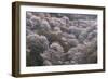 Yoshino Japan 2-Art Wolfe-Framed Photographic Print