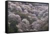 Yoshino Japan 2-Art Wolfe-Framed Stretched Canvas