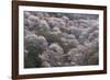 Yoshino Japan 2-Art Wolfe-Framed Photographic Print