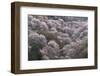 Yoshino Japan 2-Art Wolfe-Framed Photographic Print