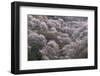 Yoshino Japan 2-Art Wolfe-Framed Photographic Print