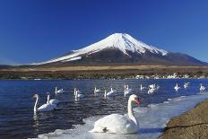 Mt.Fuji and Swan-yoshiyayo-Framed Stretched Canvas