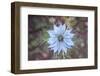 You and I Were Born Beneath a Star of Dazzling Blue-Jacob Berghoef-Framed Photographic Print