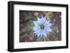 You and I Were Born Beneath a Star of Dazzling Blue-Jacob Berghoef-Framed Photographic Print