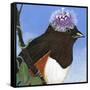 You Silly Bird - Donna-Dlynn Roll-Framed Stretched Canvas