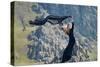Youn Woman Wearing Black Dress Outdoor on Rocks-geanina bechea-Stretched Canvas
