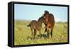 Young Adolescent Wild Horse Checks Out This Years-null-Framed Stretched Canvas