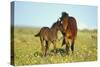 Young Adolescent Wild Horse Checks Out This Years-null-Stretched Canvas