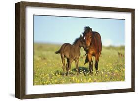 Young Adolescent Wild Horse Checks Out This Years-null-Framed Photographic Print