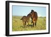 Young Adolescent Wild Horse Checks Out This Years-null-Framed Photographic Print