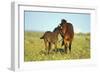 Young Adolescent Wild Horse Checks Out This Years-null-Framed Photographic Print