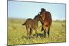 Young Adolescent Wild Horse Checks Out This Years-null-Mounted Photographic Print