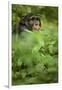 Young adult male chimpanzee in Africa, Uganda, Kibale National Park-Kristin Mosher-Framed Premium Photographic Print