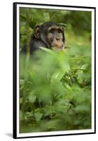 Young adult male chimpanzee in Africa, Uganda, Kibale National Park-Kristin Mosher-Framed Premium Photographic Print