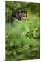 Young adult male chimpanzee in Africa, Uganda, Kibale National Park-Kristin Mosher-Mounted Premium Photographic Print