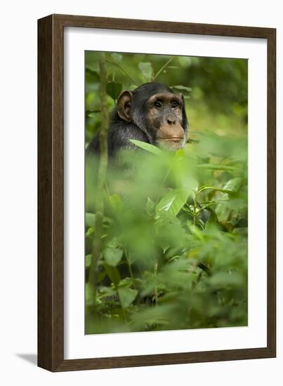 Young adult male chimpanzee in Africa, Uganda, Kibale National Park-Kristin Mosher-Framed Photographic Print