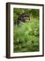 Young adult male chimpanzee in Africa, Uganda, Kibale National Park-Kristin Mosher-Framed Photographic Print