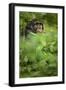 Young adult male chimpanzee in Africa, Uganda, Kibale National Park-Kristin Mosher-Framed Photographic Print