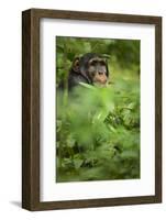 Young adult male chimpanzee in Africa, Uganda, Kibale National Park-Kristin Mosher-Framed Photographic Print