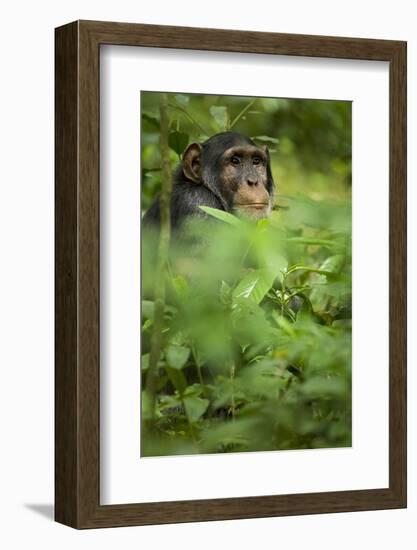 Young adult male chimpanzee in Africa, Uganda, Kibale National Park-Kristin Mosher-Framed Photographic Print