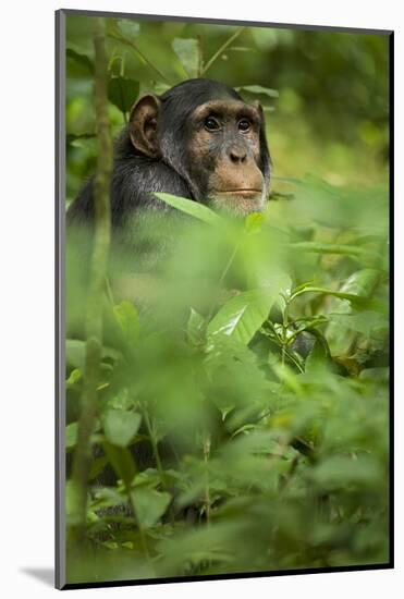 Young adult male chimpanzee in Africa, Uganda, Kibale National Park-Kristin Mosher-Mounted Photographic Print