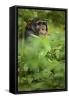 Young adult male chimpanzee in Africa, Uganda, Kibale National Park-Kristin Mosher-Framed Stretched Canvas