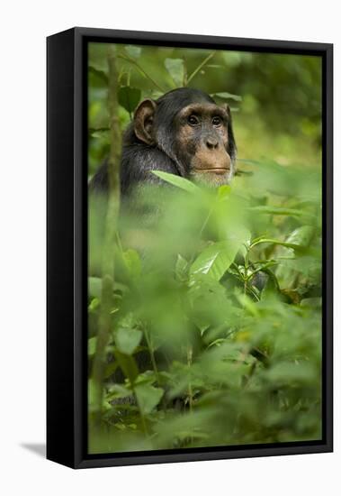 Young adult male chimpanzee in Africa, Uganda, Kibale National Park-Kristin Mosher-Framed Stretched Canvas