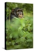 Young adult male chimpanzee in Africa, Uganda, Kibale National Park-Kristin Mosher-Stretched Canvas