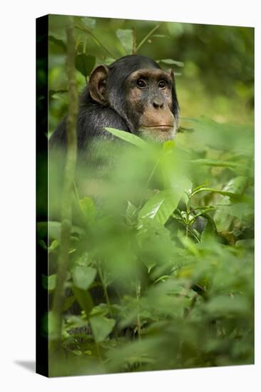 Young adult male chimpanzee in Africa, Uganda, Kibale National Park-Kristin Mosher-Stretched Canvas