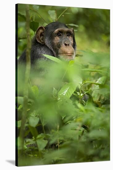 Young adult male chimpanzee in Africa, Uganda, Kibale National Park-Kristin Mosher-Stretched Canvas