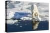 Young Adult Polar Bear (Ursus Maritimus) on Ice in Hinlopen Strait-Michael Nolan-Stretched Canvas