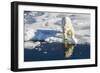 Young Adult Polar Bear (Ursus Maritimus) on Ice in Hinlopen Strait-Michael Nolan-Framed Photographic Print