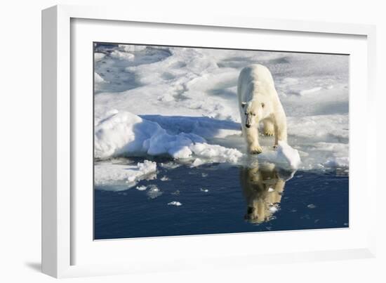 Young Adult Polar Bear (Ursus Maritimus) on Ice in Hinlopen Strait-Michael Nolan-Framed Photographic Print