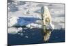 Young Adult Polar Bear (Ursus Maritimus) on Ice in Hinlopen Strait-Michael Nolan-Mounted Photographic Print