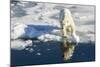 Young Adult Polar Bear (Ursus Maritimus) on Ice in Hinlopen Strait-Michael Nolan-Mounted Photographic Print