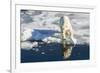 Young Adult Polar Bear (Ursus Maritimus) on Ice in Hinlopen Strait-Michael Nolan-Framed Photographic Print