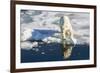 Young Adult Polar Bear (Ursus Maritimus) on Ice in Hinlopen Strait-Michael Nolan-Framed Photographic Print