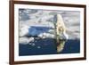 Young Adult Polar Bear (Ursus Maritimus) on Ice in Hinlopen Strait-Michael Nolan-Framed Photographic Print