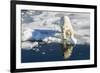 Young Adult Polar Bear (Ursus Maritimus) on Ice in Hinlopen Strait-Michael Nolan-Framed Photographic Print