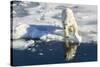 Young Adult Polar Bear (Ursus Maritimus) on Ice in Hinlopen Strait-Michael Nolan-Stretched Canvas