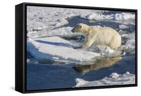 Young Adult Polar Bear (Ursus Maritimus) on Ice in Hinlopen Strait-Michael Nolan-Framed Stretched Canvas